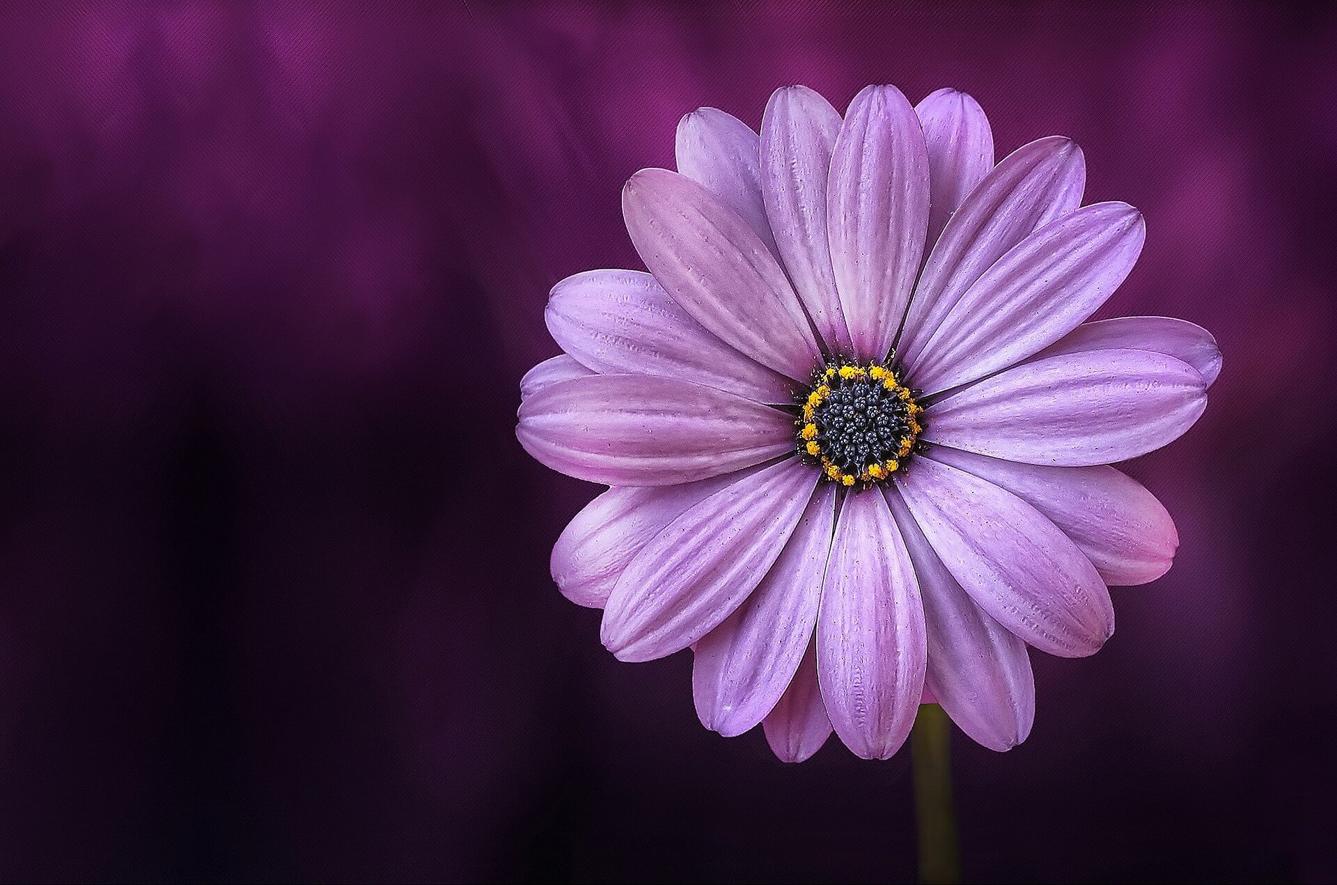 fleur rose violet