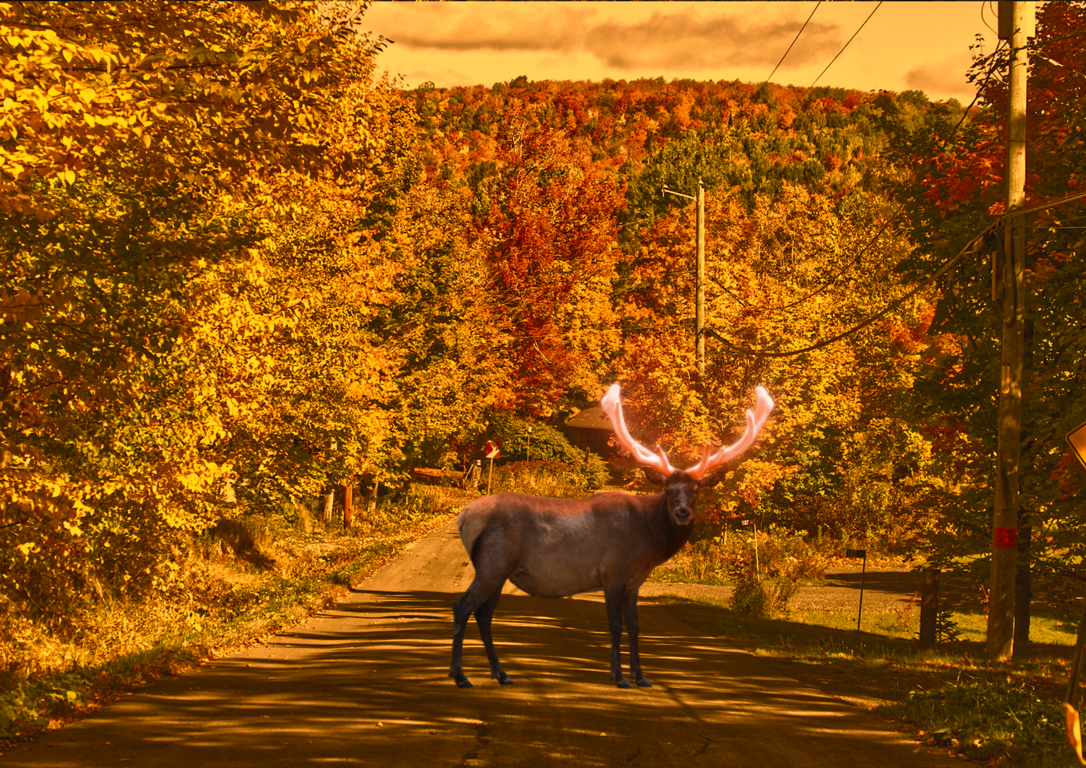poème les trois cerfs
