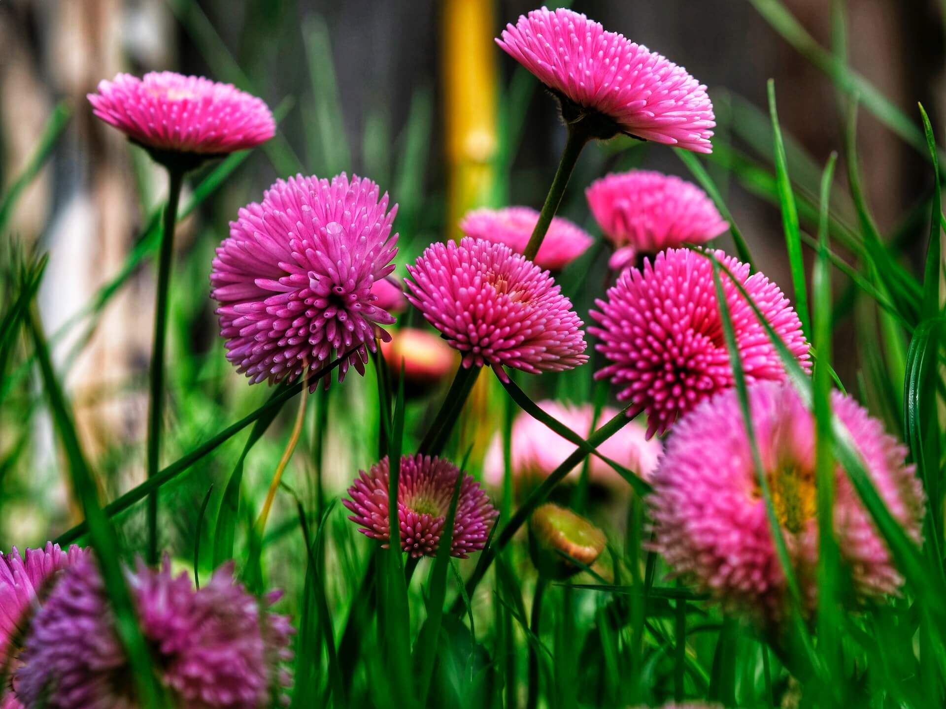 éveil floral