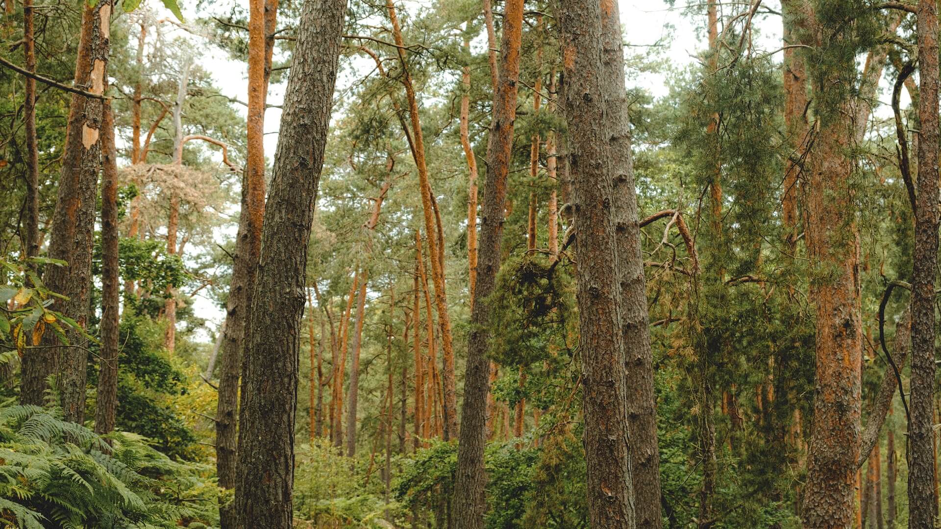 Lire la suite à propos de l’article Poème: les trois cerfs