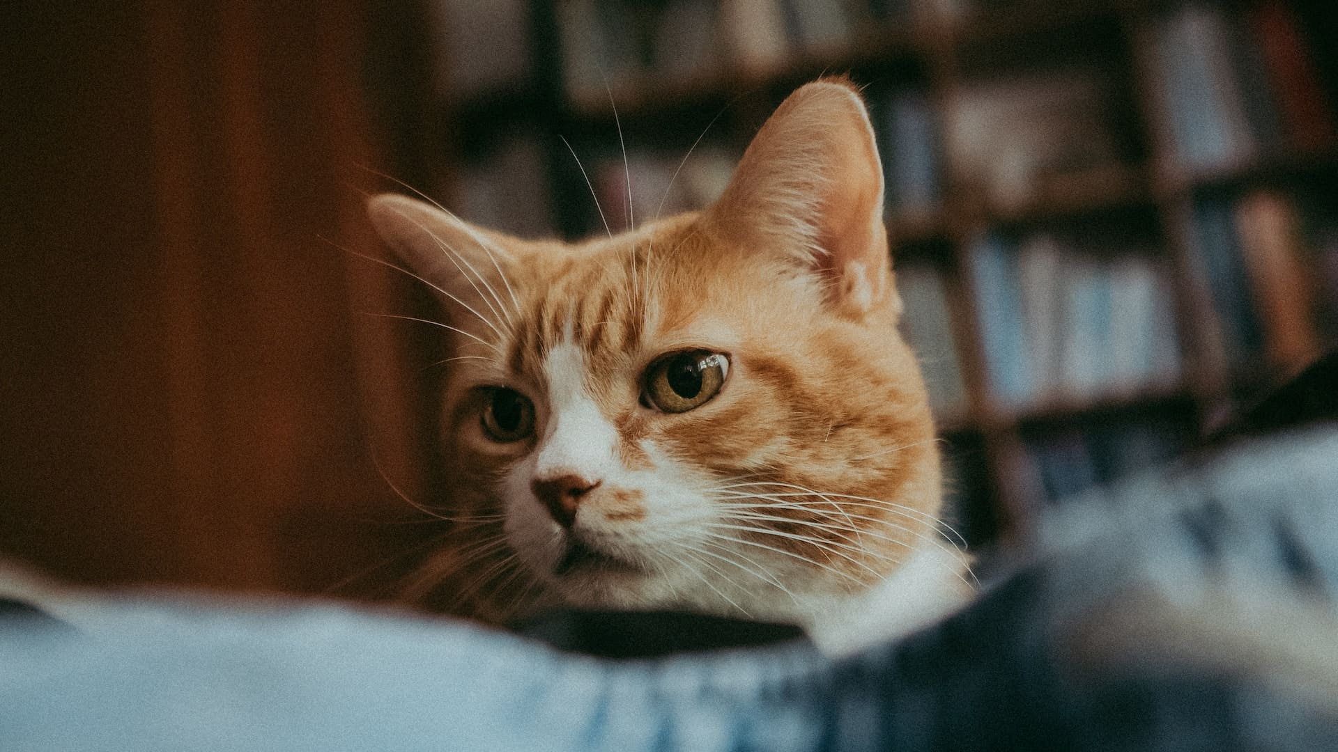 Lire la suite à propos de l’article Mon homme-chat adoré