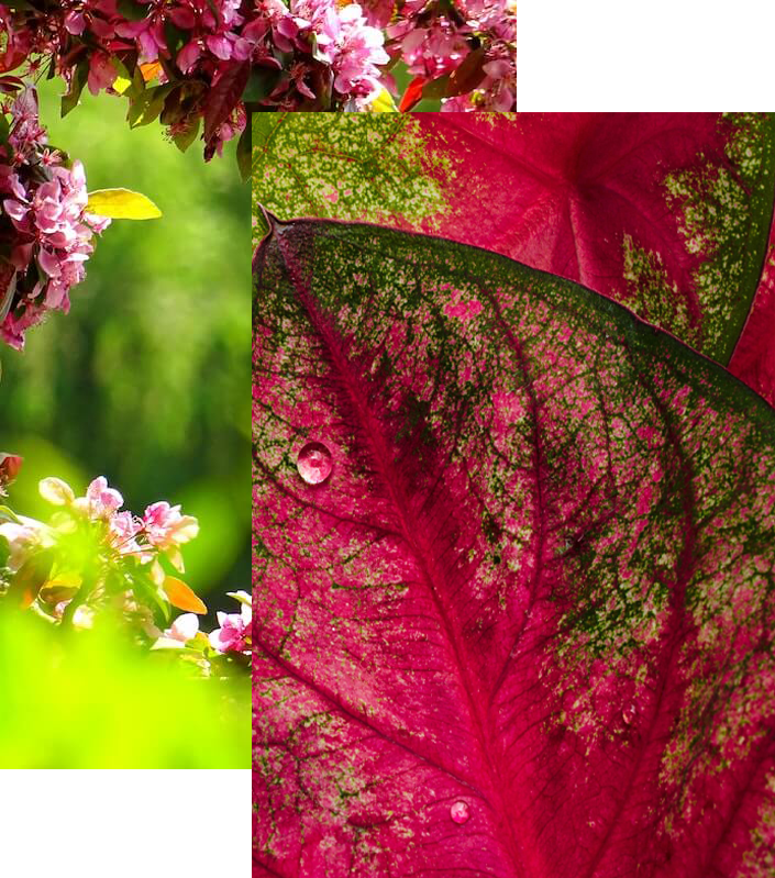 fleurs jardin